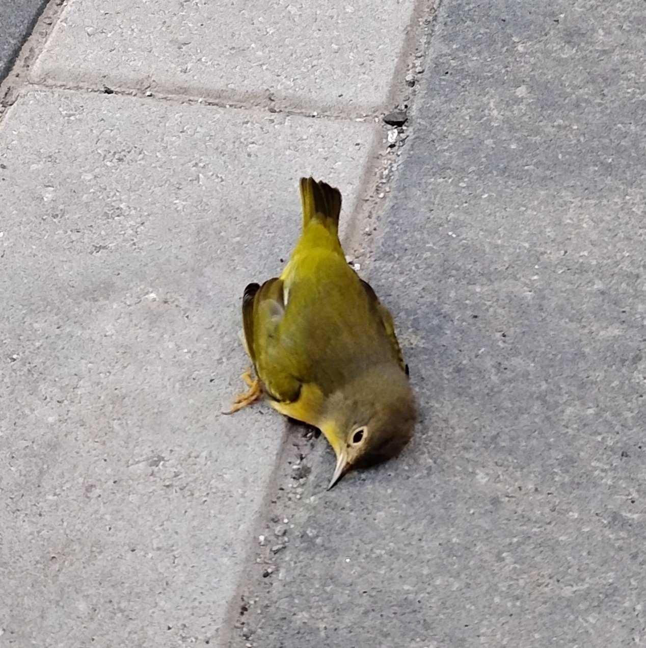 Lights Out K-W campaign