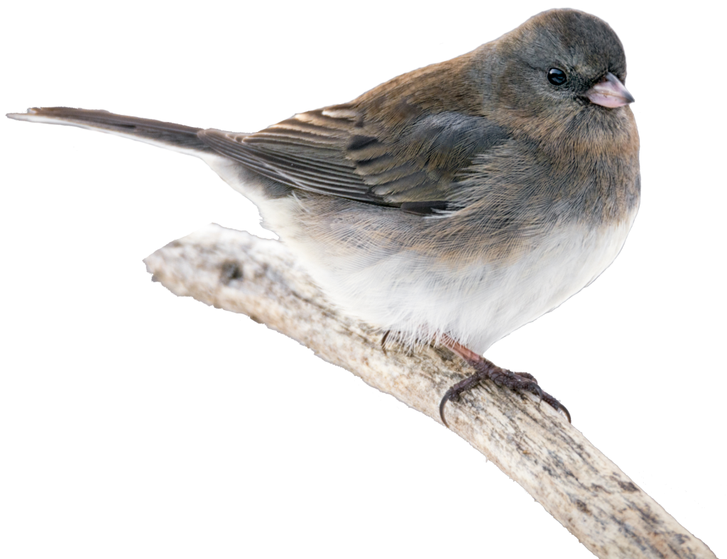 City buildings at night with lights on, illustrating the challenge of light pollution for migrating birds